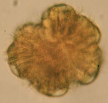 Image of Elliptochloris