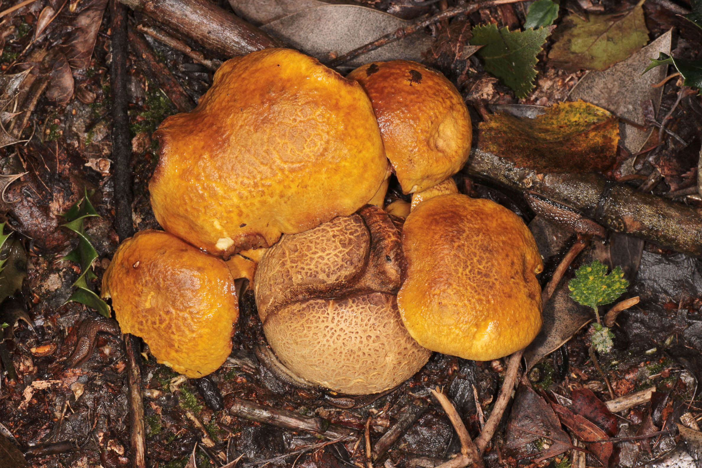 Image of Pseudoboletus parasiticus (Bull.) Šutara 1991