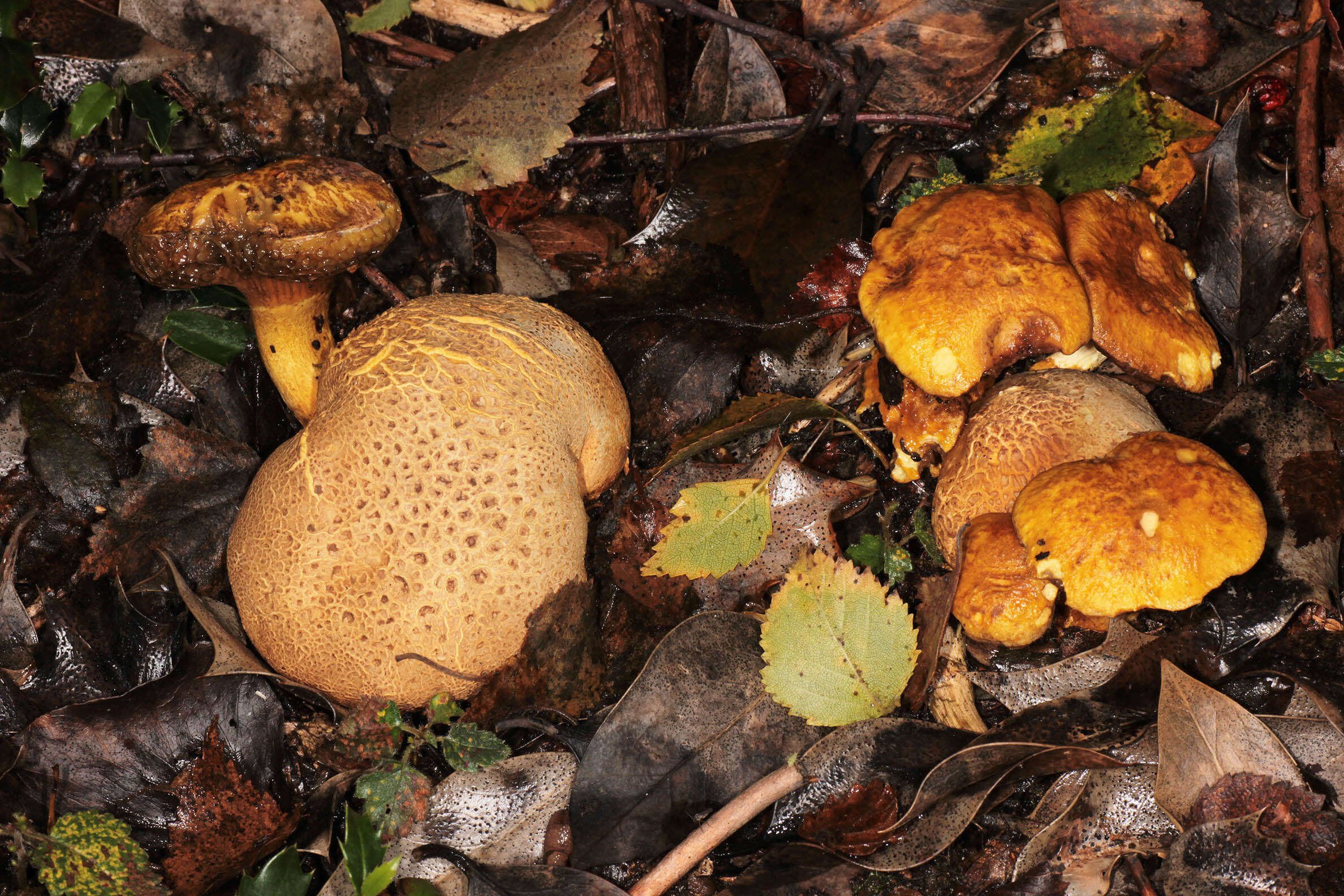 Image of Pseudoboletus parasiticus (Bull.) Šutara 1991