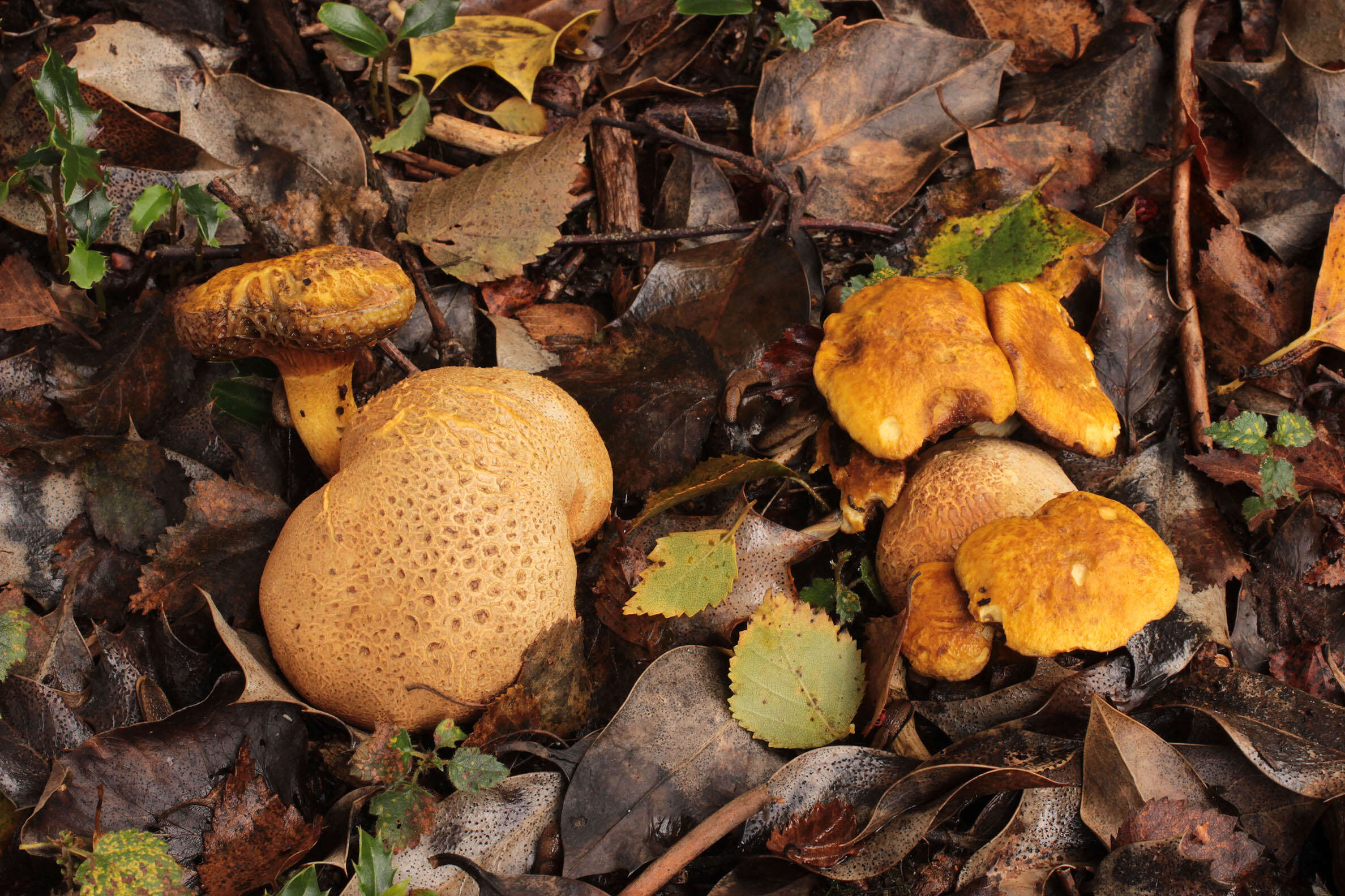 Image of Pseudoboletus parasiticus (Bull.) Šutara 1991