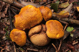 Image of Pseudoboletus parasiticus (Bull.) Šutara 1991