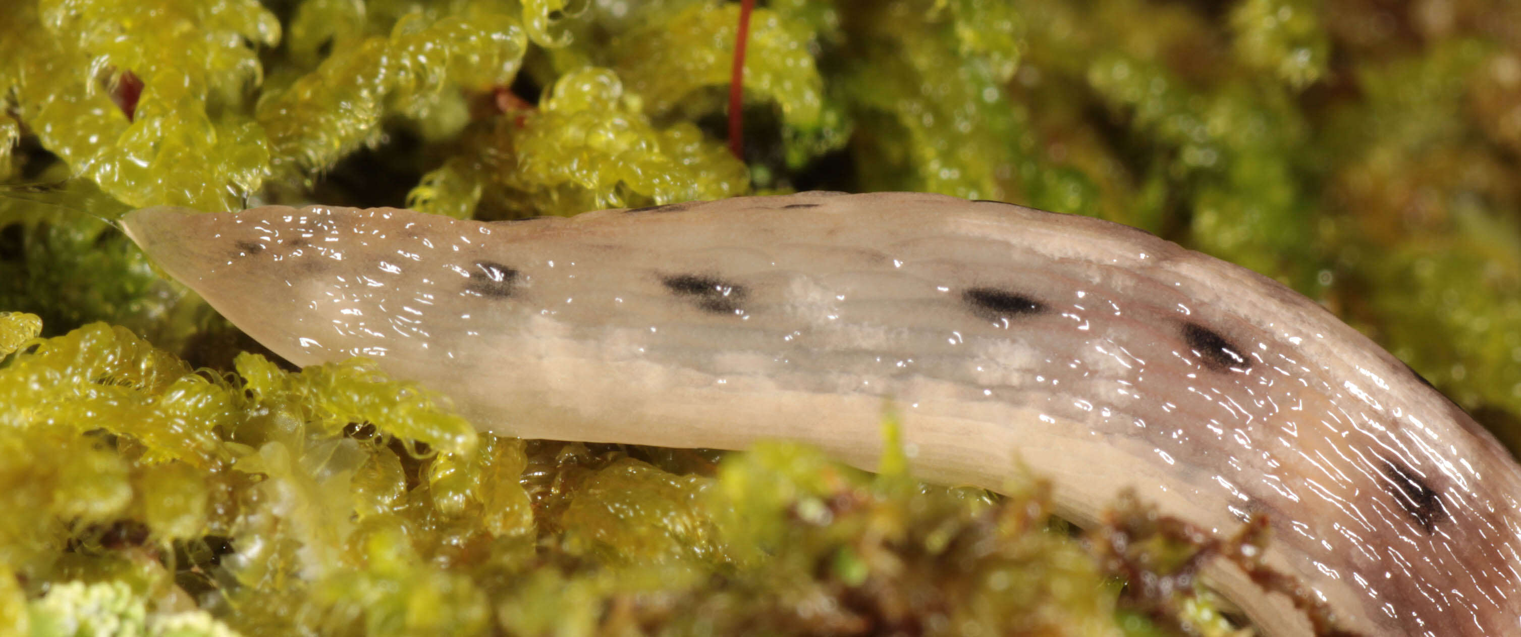 Lehmannia marginata (O. F. Müller 1774) resmi