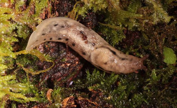 Image of Lehmannia marginata (O. F. Müller 1774)