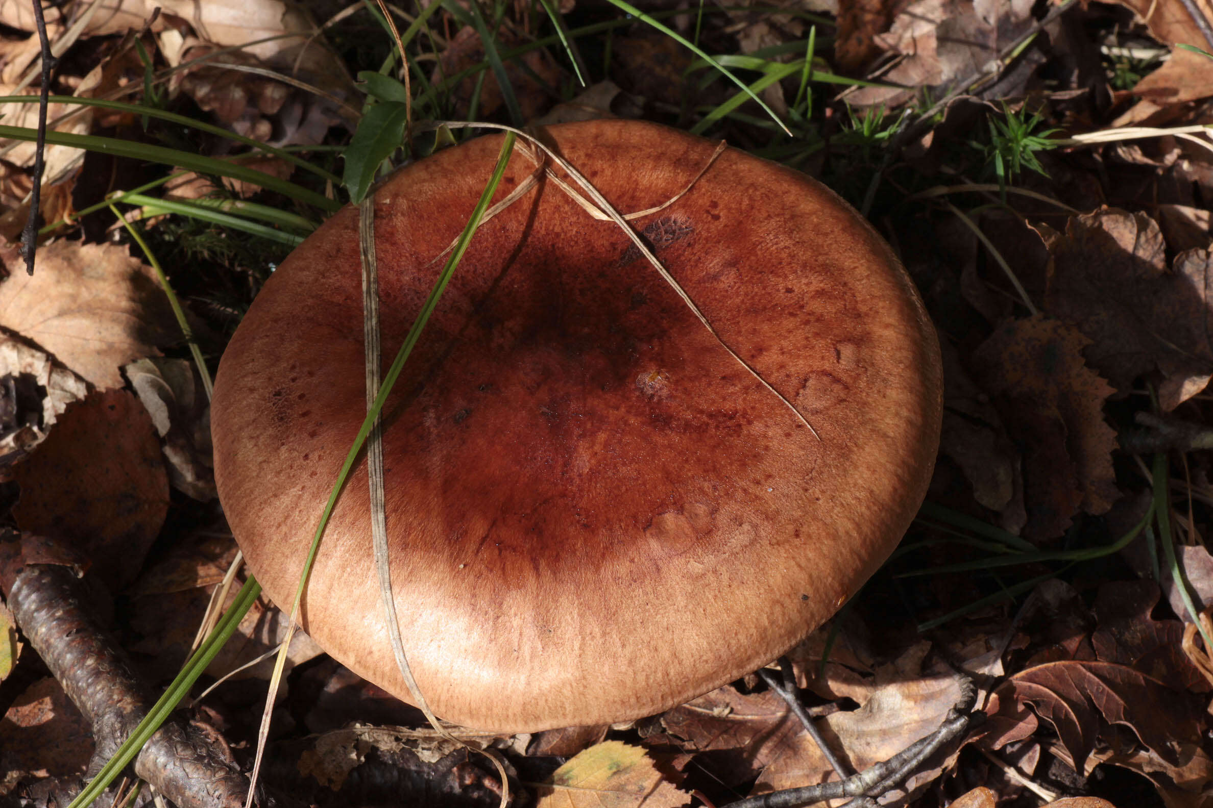 Image of Tricholoma fulvum (DC.) Bigeard & H. Guill. 1909