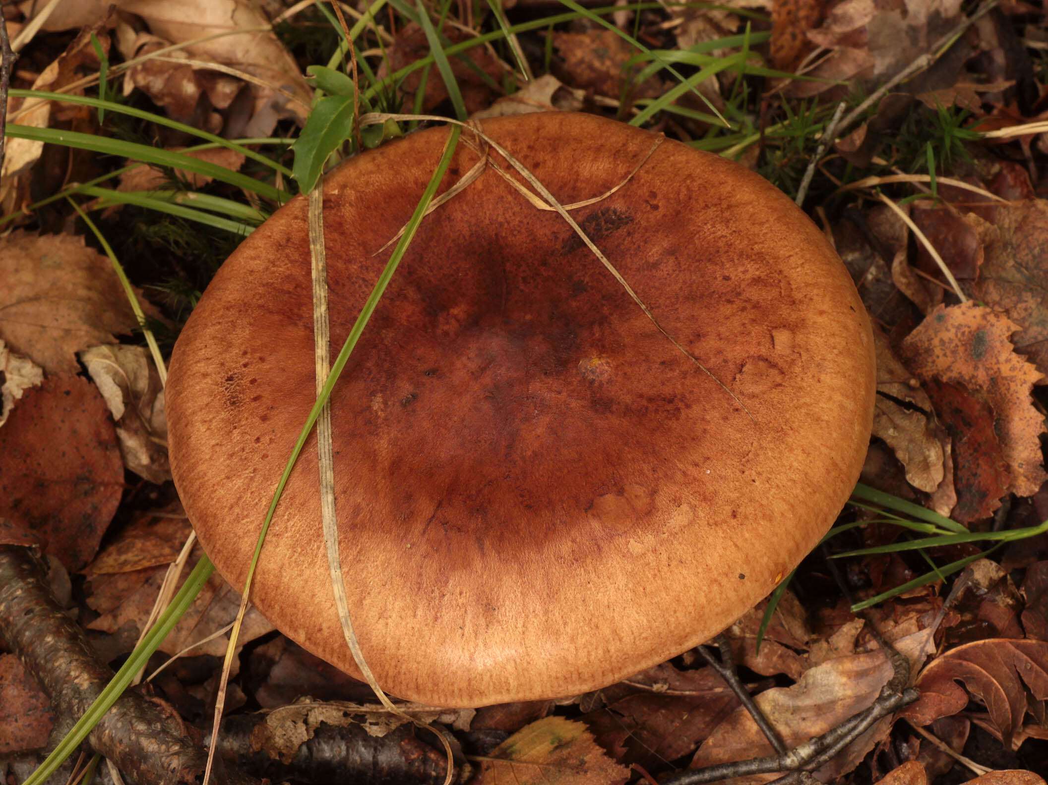 Image of Tricholoma fulvum (DC.) Bigeard & H. Guill. 1909