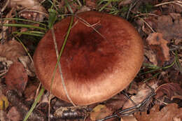 Image of Tricholoma fulvum (DC.) Bigeard & H. Guill. 1909