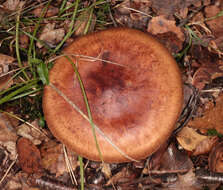 Image of Tricholoma fulvum (DC.) Bigeard & H. Guill. 1909