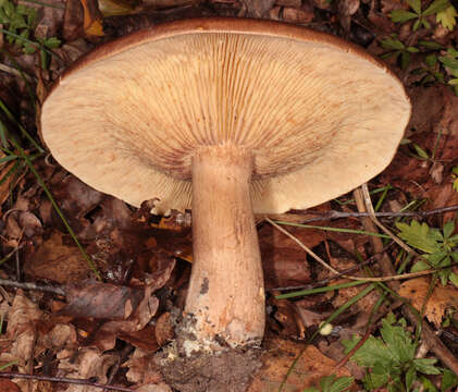 Imagem de Tricholoma fulvum (DC.) Bigeard & H. Guill. 1909