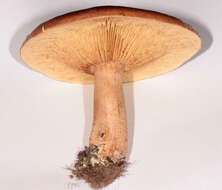 Image of Tricholoma fulvum (DC.) Bigeard & H. Guill. 1909