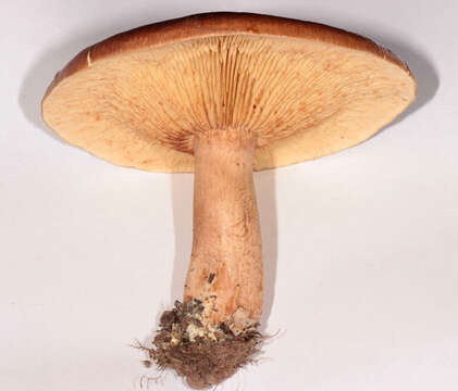 Imagem de Tricholoma fulvum (DC.) Bigeard & H. Guill. 1909