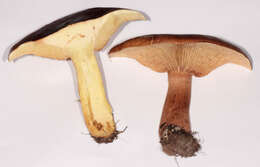 Image of Tricholoma fulvum (DC.) Bigeard & H. Guill. 1909