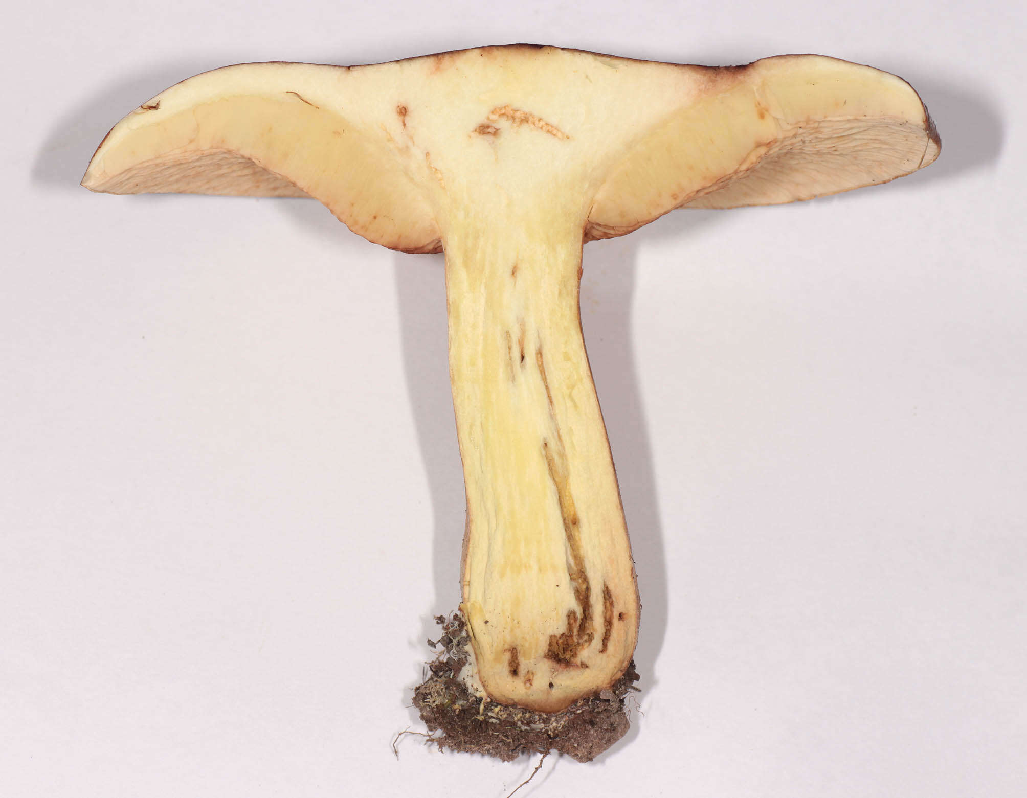 Image of Tricholoma fulvum (DC.) Bigeard & H. Guill. 1909