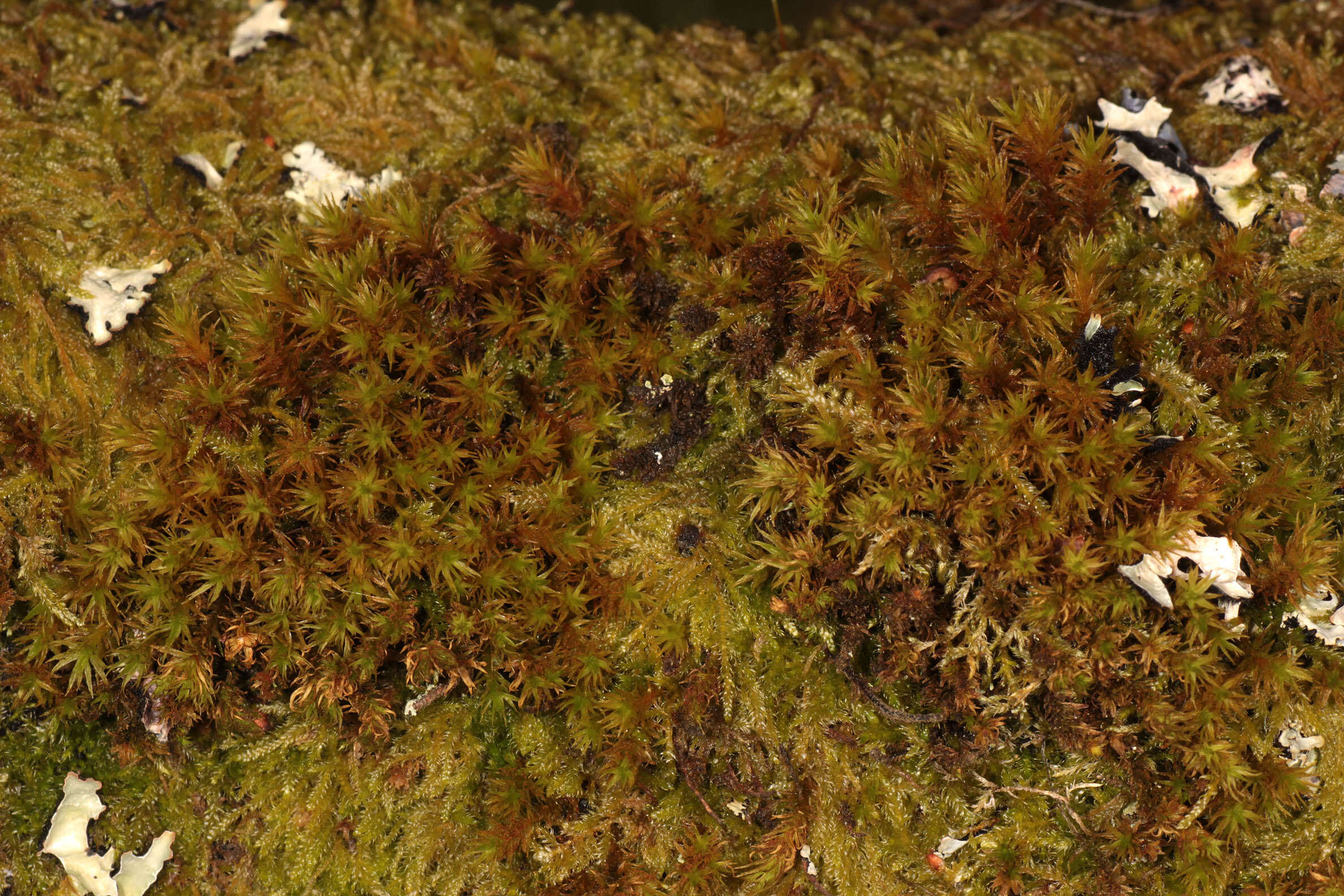 Image of orthotrichum moss