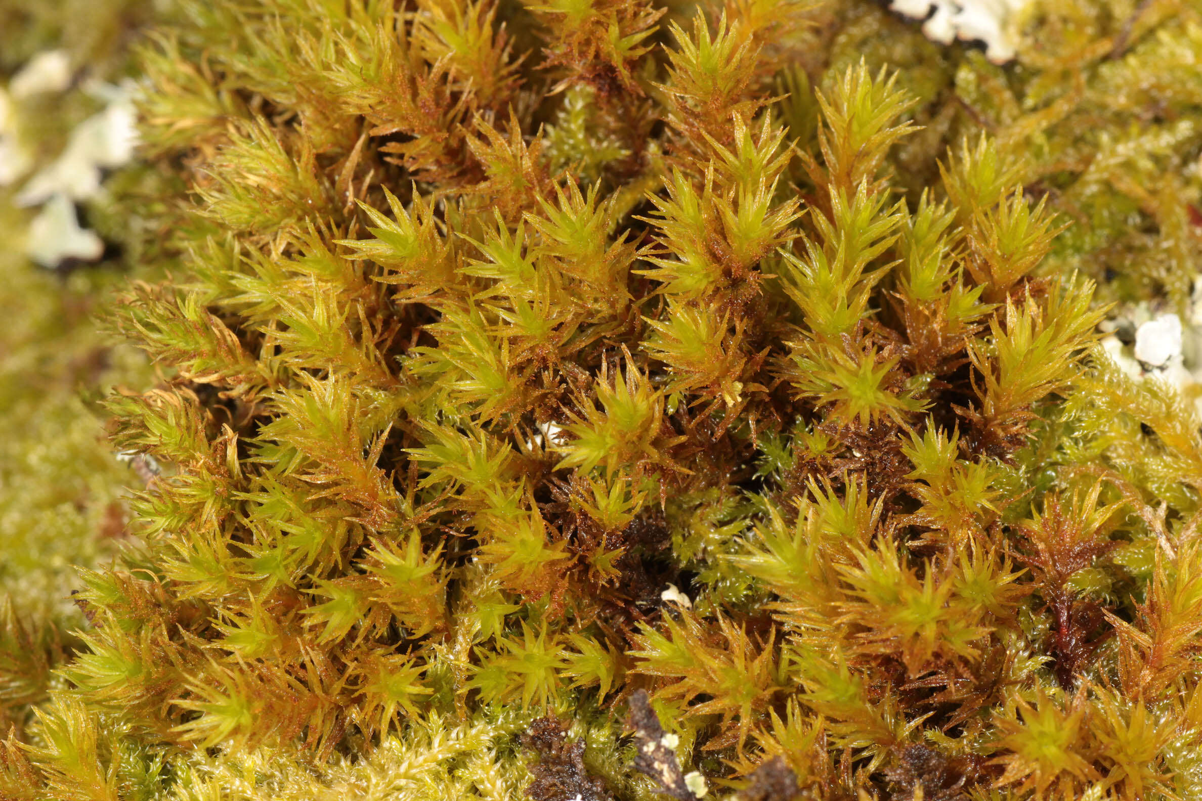 Image of orthotrichum moss