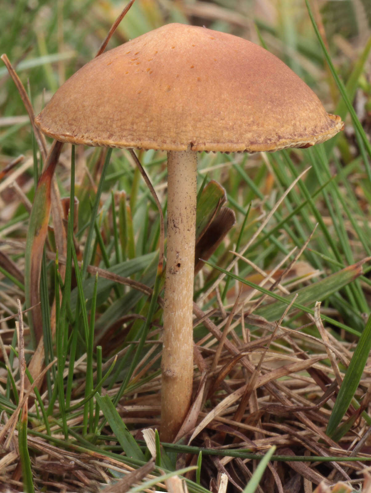 Image of Hypholoma ericaeum (Pers.) Kühner 1936