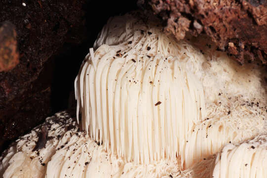 Image of Bearded tooth