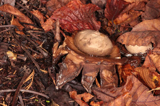 Image of Collared Earthstar