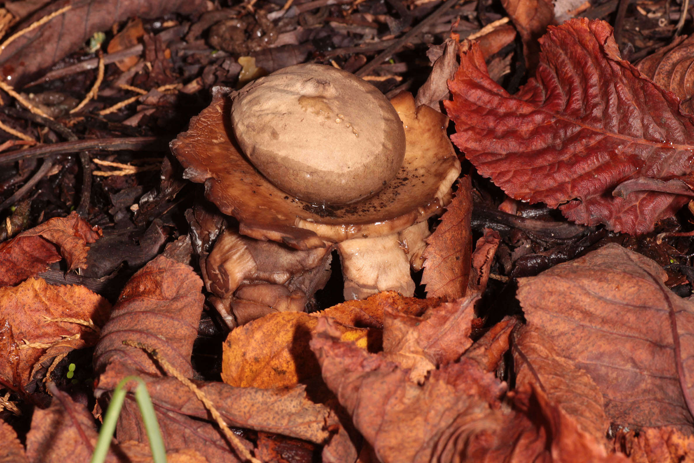 Image of Collared Earthstar