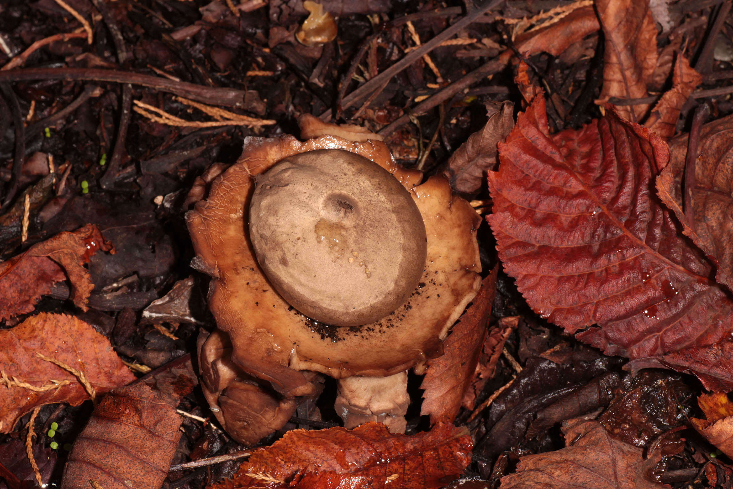 Image of Collared Earthstar