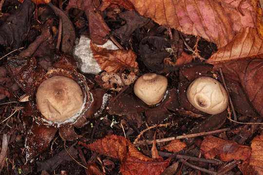 Image of Collared Earthstar