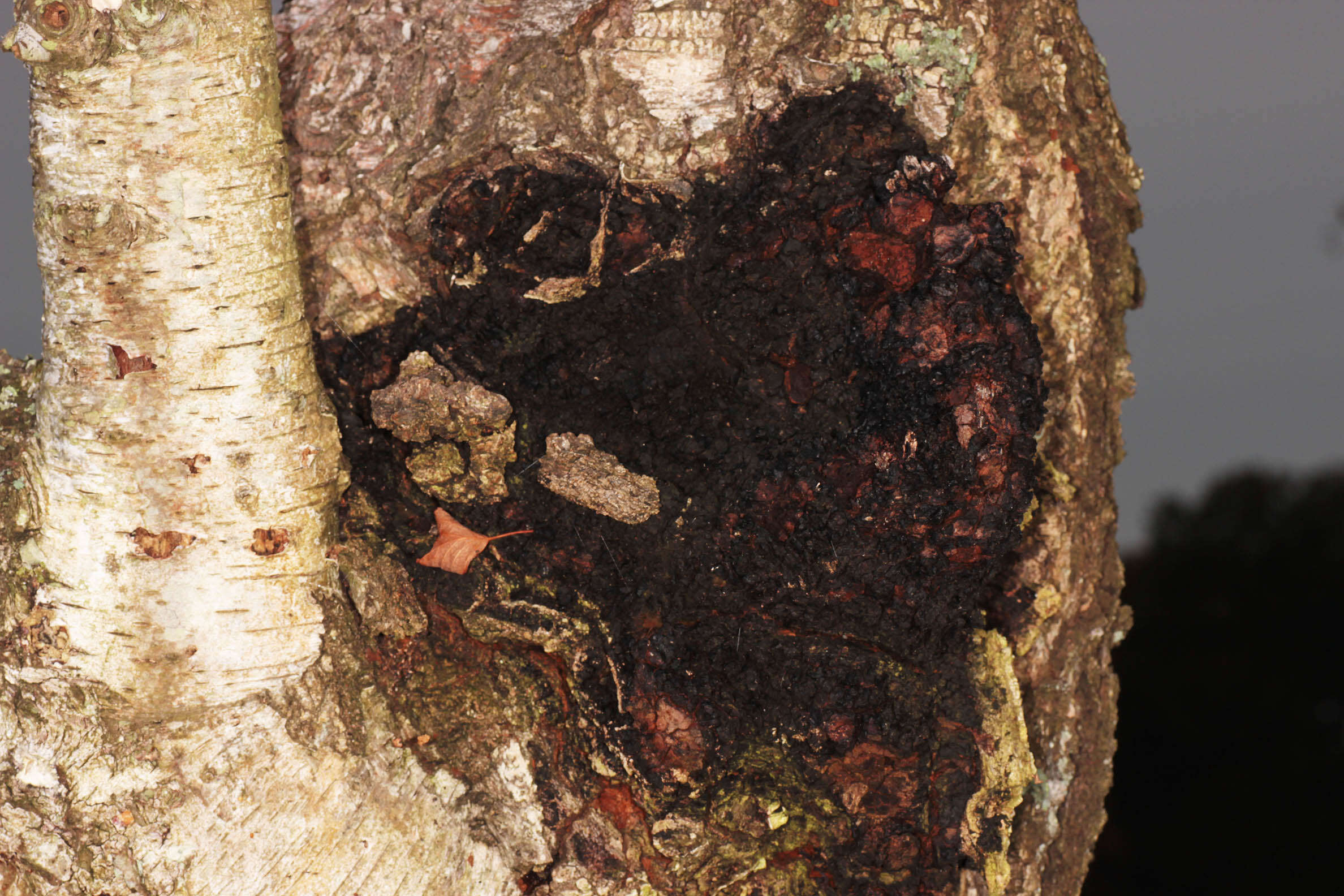 Image of Chaga