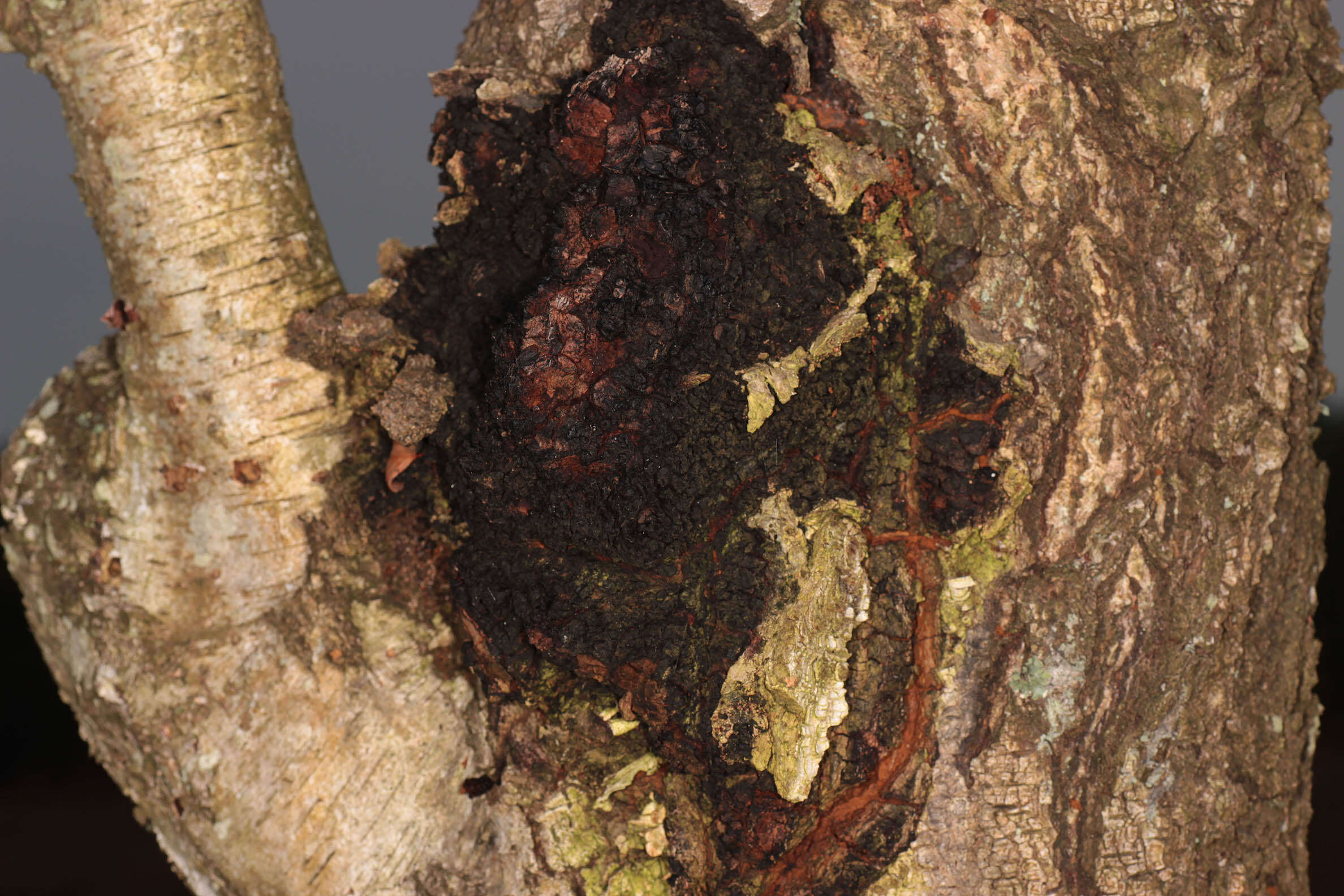 Image of Chaga