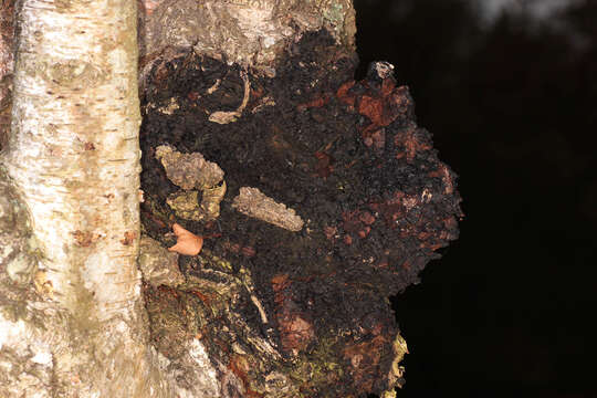 Image of Chaga