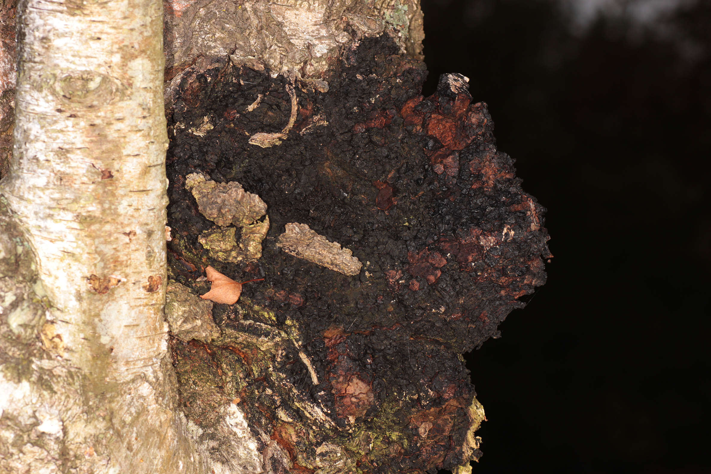 Inonotus obliquus (Fr.) Pilát 1942 resmi