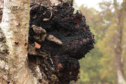 Image of Chaga