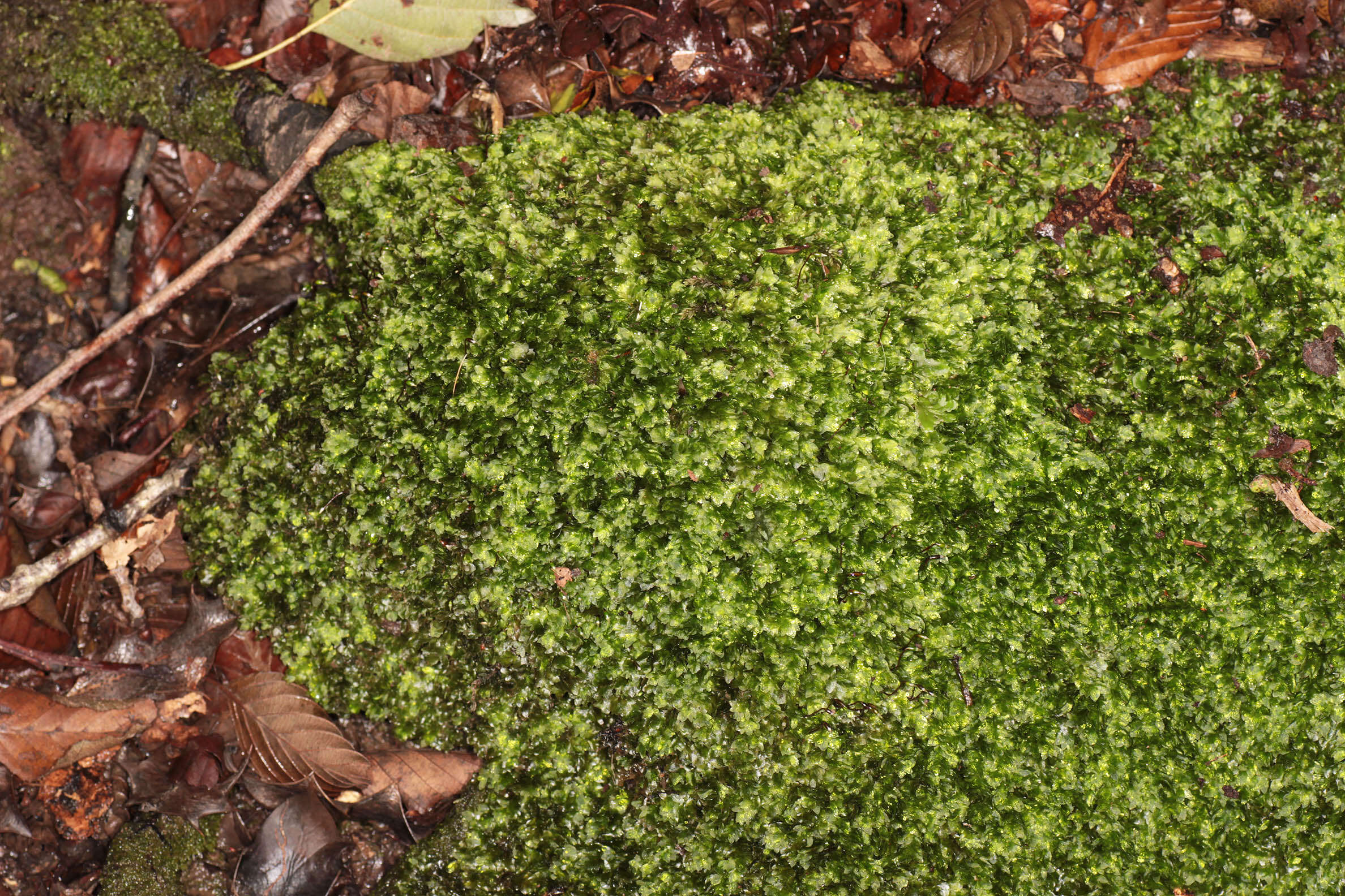 Image of hookeria moss