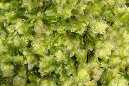 Image of hookeria moss