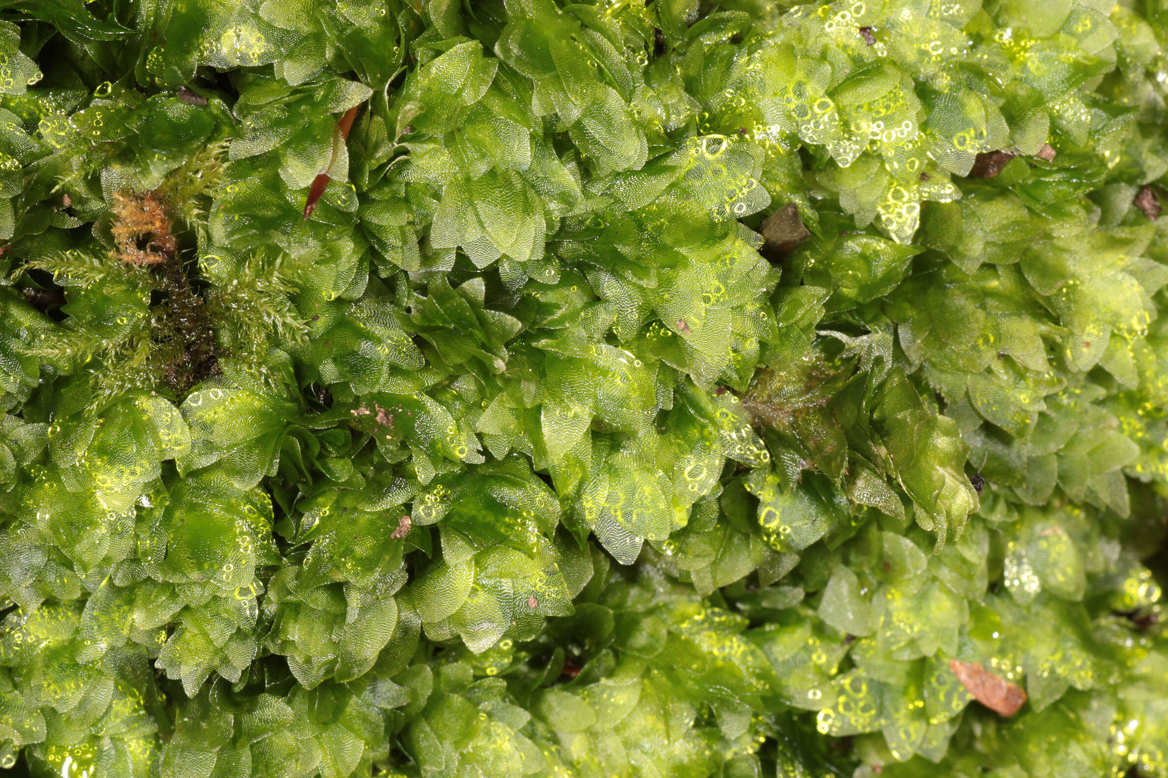 Image of hookeria moss