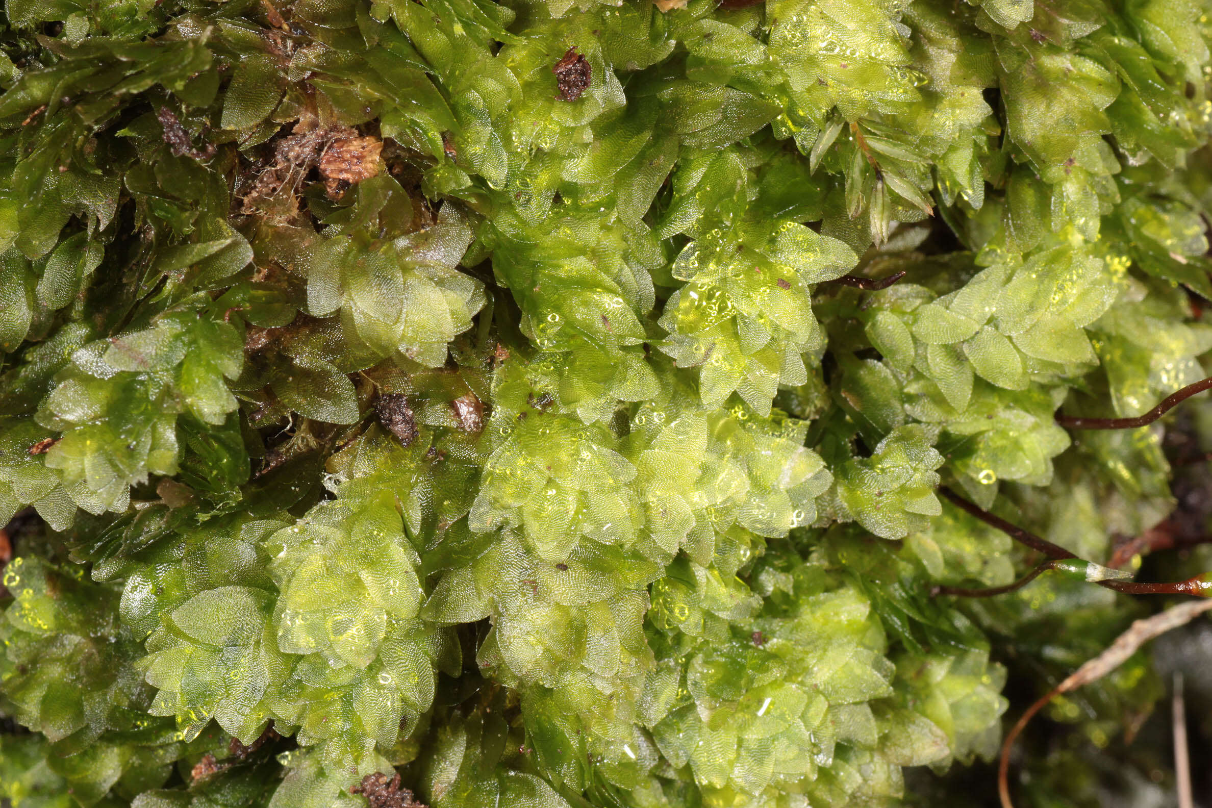 Image of hookeria moss