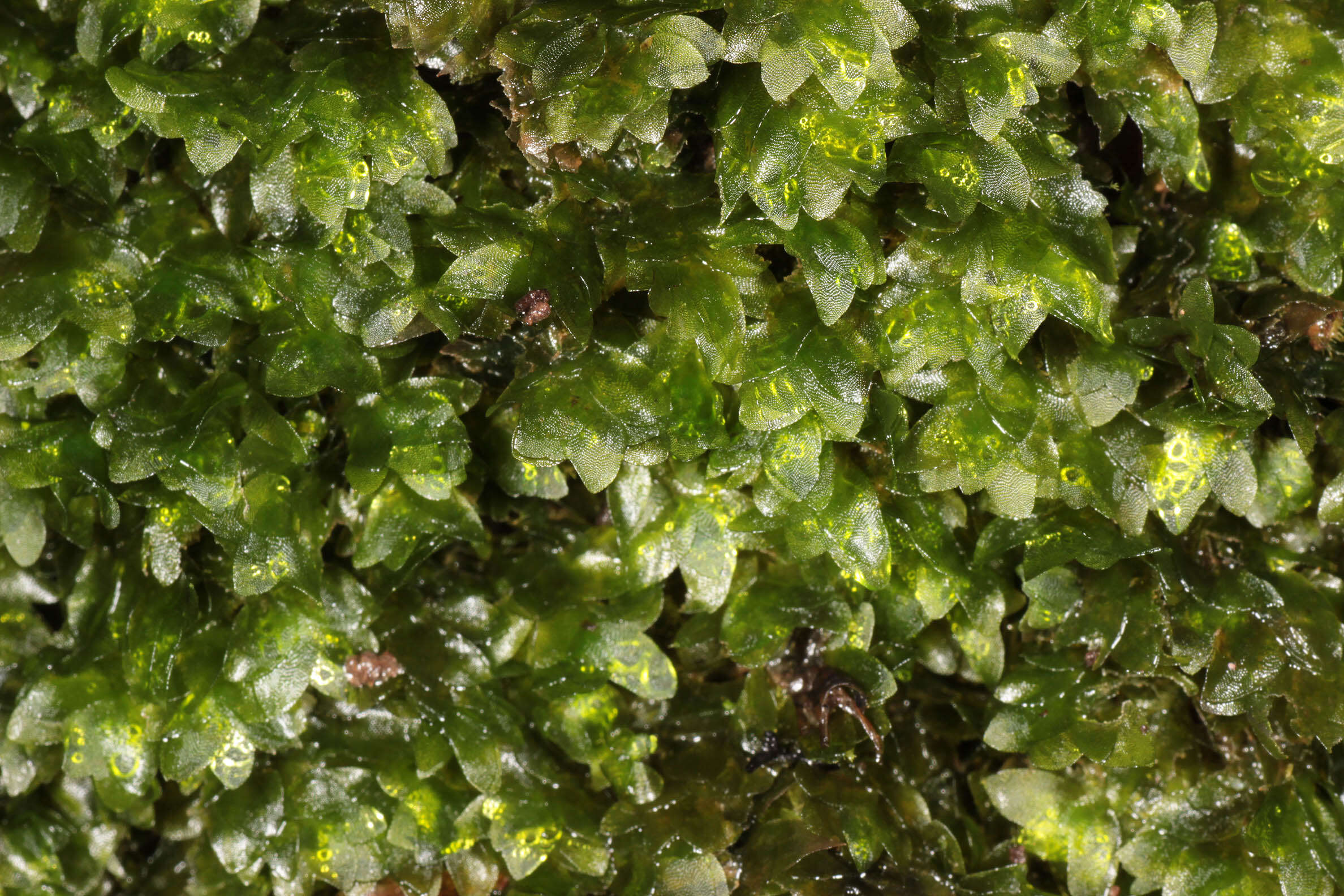 Image of hookeria moss