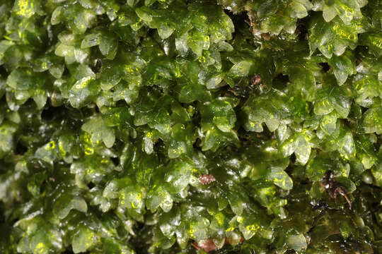 Image of hookeria moss