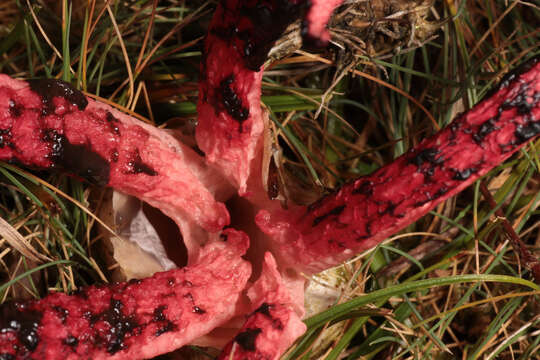 Image of octopus stinkhorn