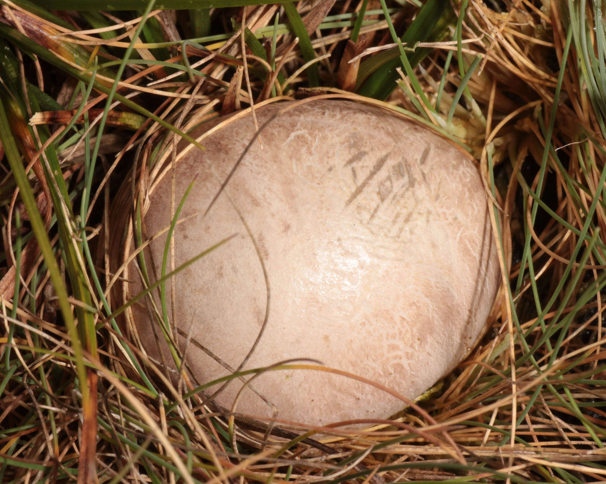 Imagem de Clathrus archeri (Berk.) Dring 1980