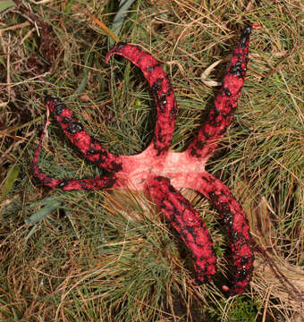 Image of octopus stinkhorn