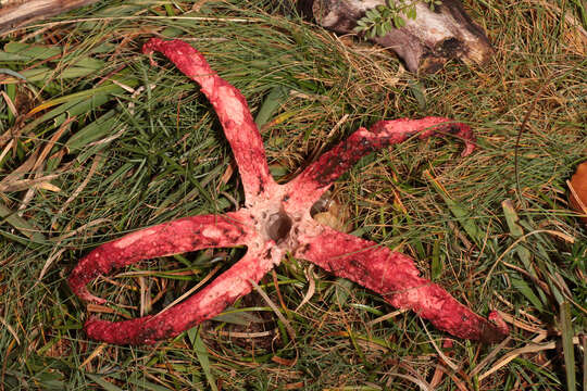 Imagem de Clathrus archeri (Berk.) Dring 1980