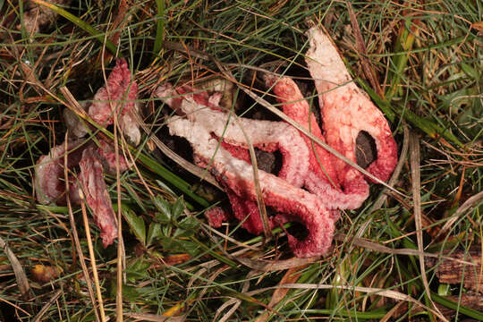 Image of octopus stinkhorn