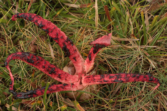 Imagem de Clathrus archeri (Berk.) Dring 1980