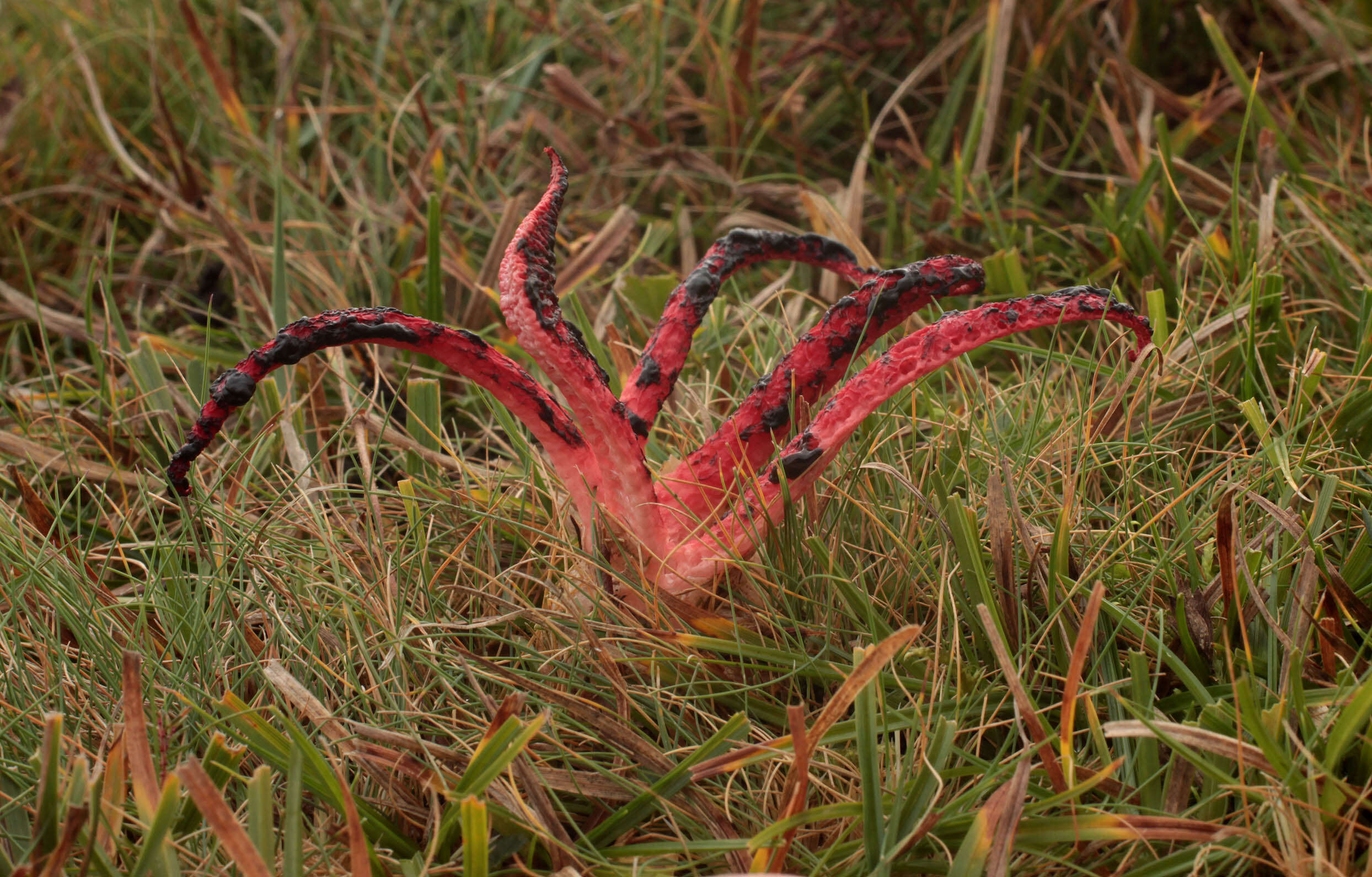 Image of octopus stinkhorn