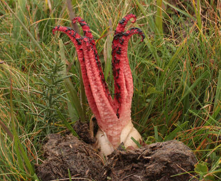 Image of Clathrus archeri (Berk.) Dring 1980