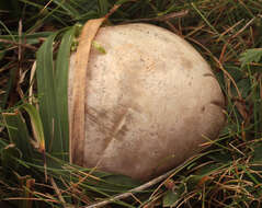 Image of octopus stinkhorn