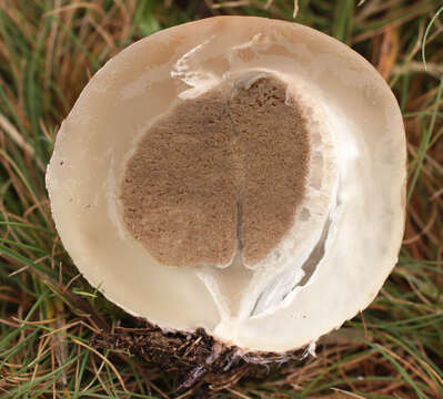 Image of octopus stinkhorn