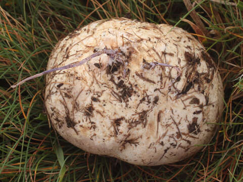 Image of octopus stinkhorn