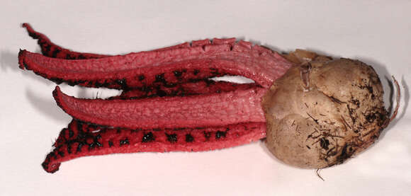 Imagem de Clathrus archeri (Berk.) Dring 1980