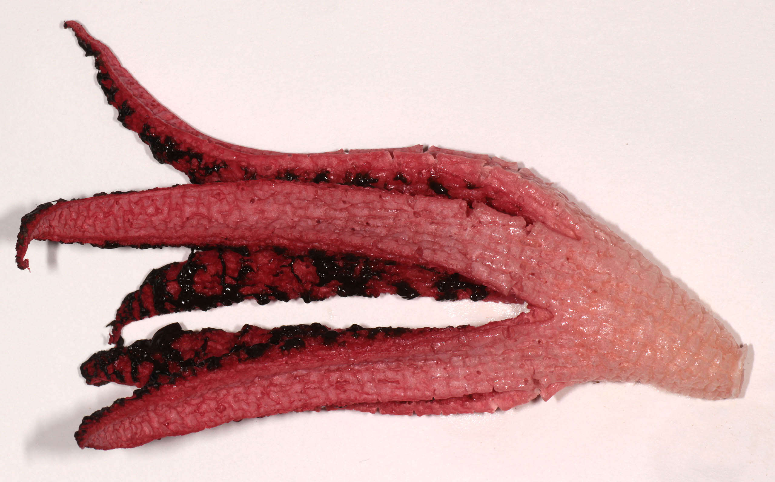 Image of octopus stinkhorn