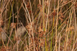 Image of Araneus quadratus Clerck 1757