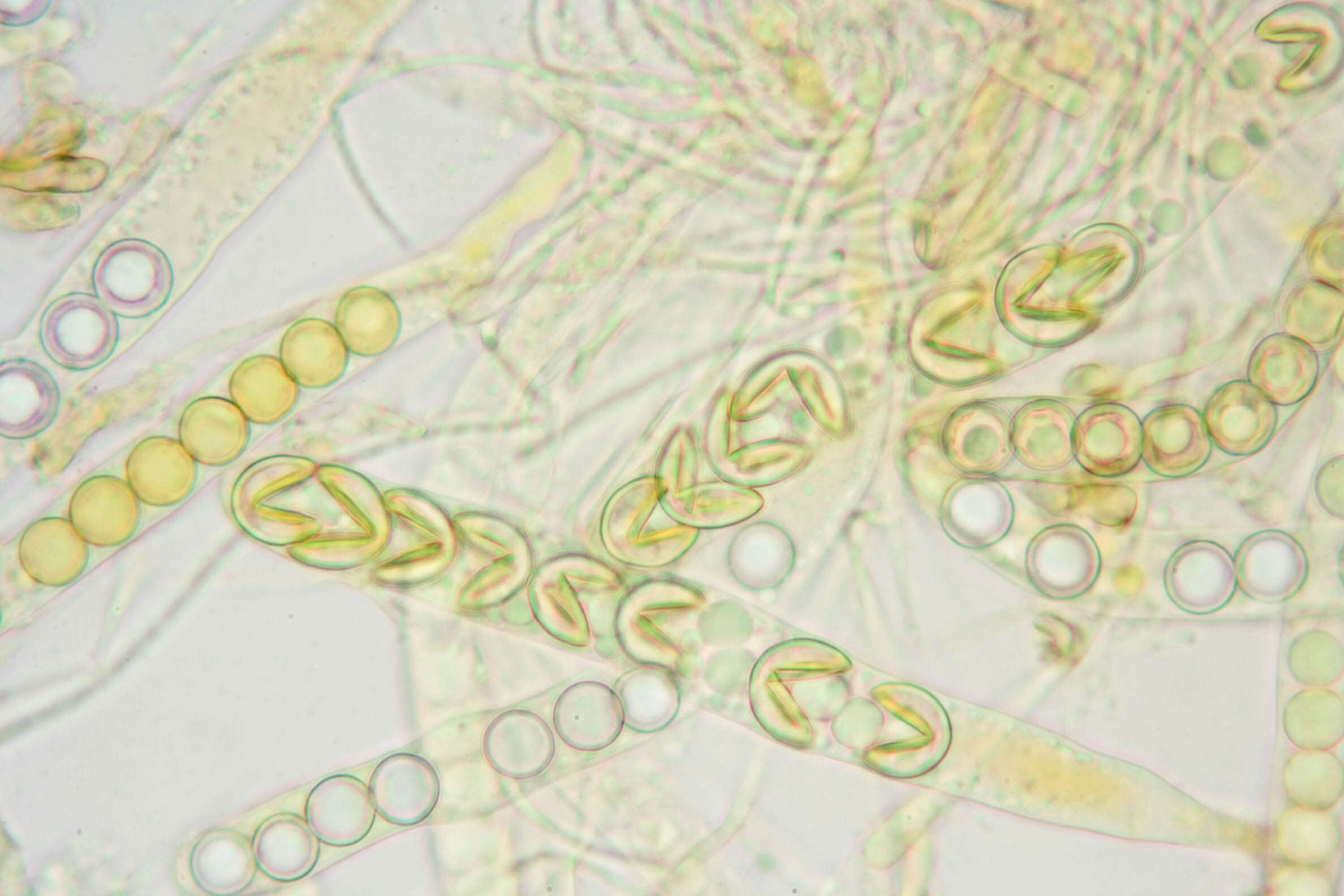 Plancia ëd Sphaerosporella